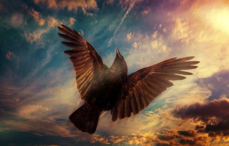 Ворон в полете