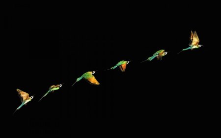 Птица колибри