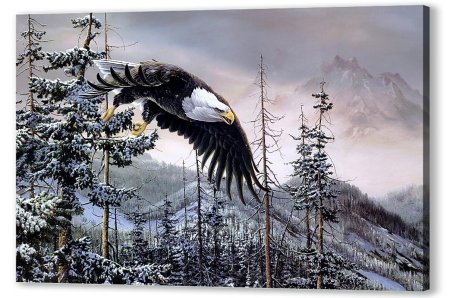 Белоголовый орлан в горах