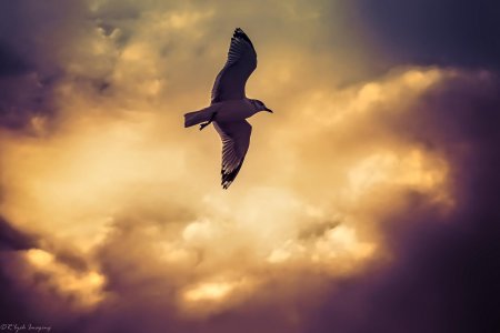 Чайки в полете