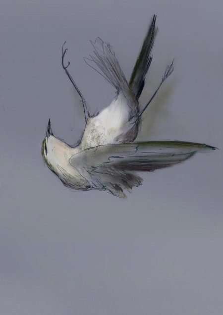 Подстреленная птица