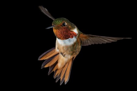 Rufous hummingbird