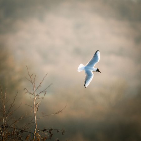 Птица в полете