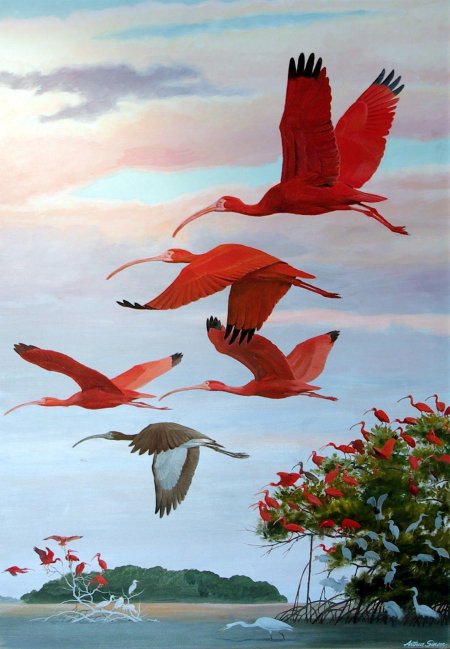 Красный ибис