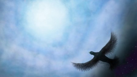 Птица в небе