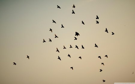 Стаи птиц