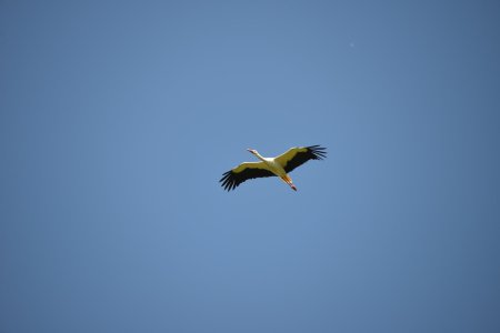 Белый аист беларусь