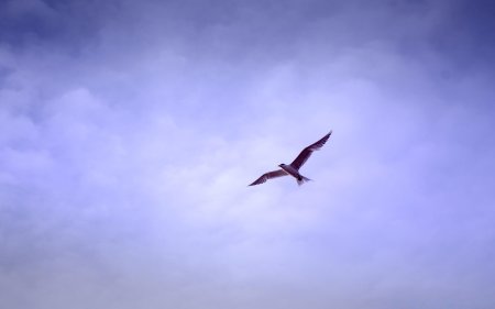 Птица в небе