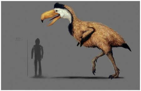 Титанис уоллера птица