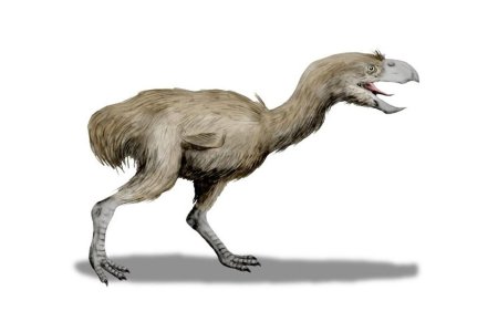 Титанис гасторнис