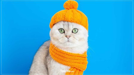 Кот в шарфе