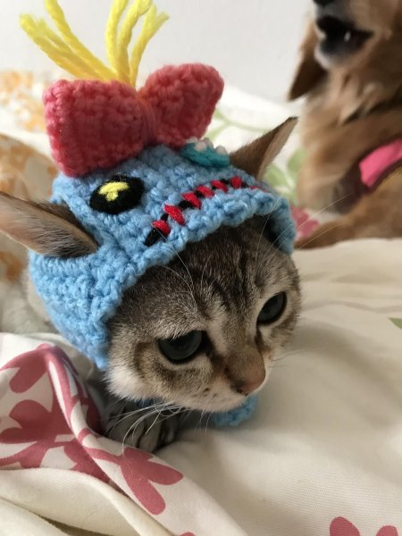 Милые котики в шапочках