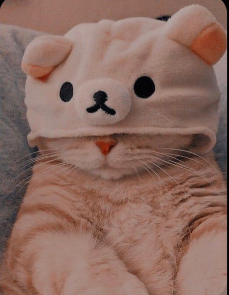 Милые котики в шапочках