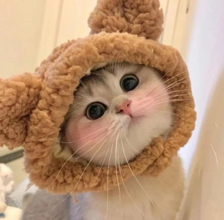 Котик в шапочке