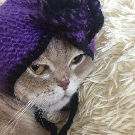 Кот с шапкой