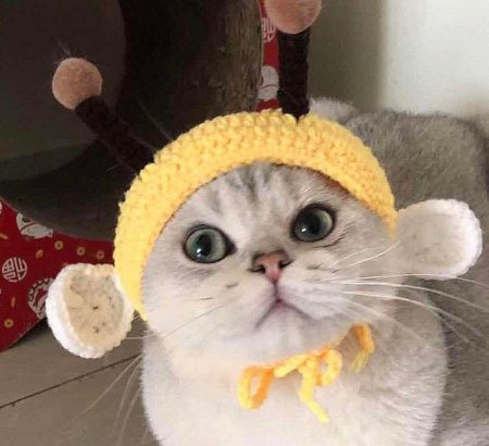 Шапочка для котов