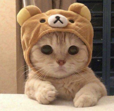 Милые котики в шапочках