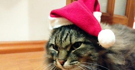 Коты в новогодних шапках