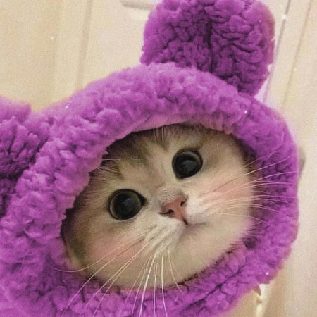 Милые котики в шапочках