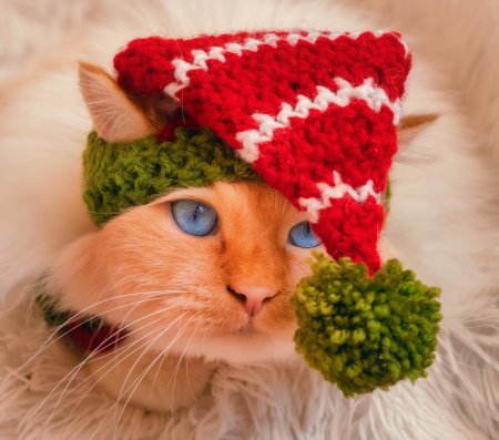 Рыжий кот в шапке