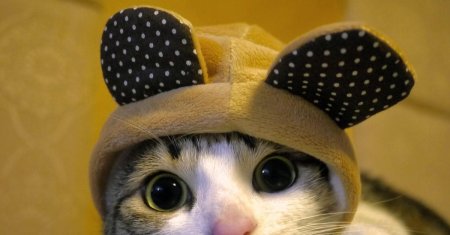 Милые котики в шапочках