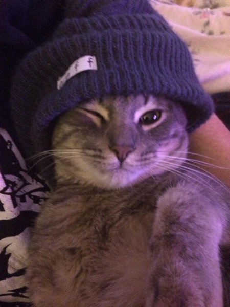 Котик в шапочке