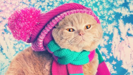 Шапка для кота