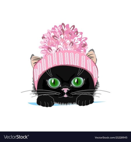 Котик в шапке