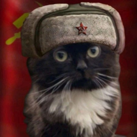 Кот в каске военной