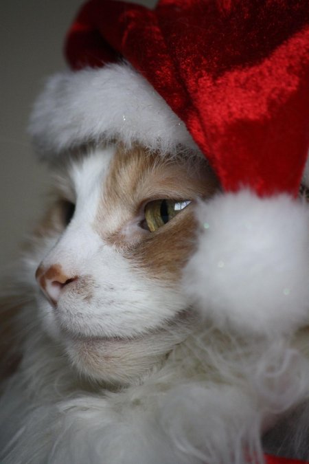 Новогодние котик