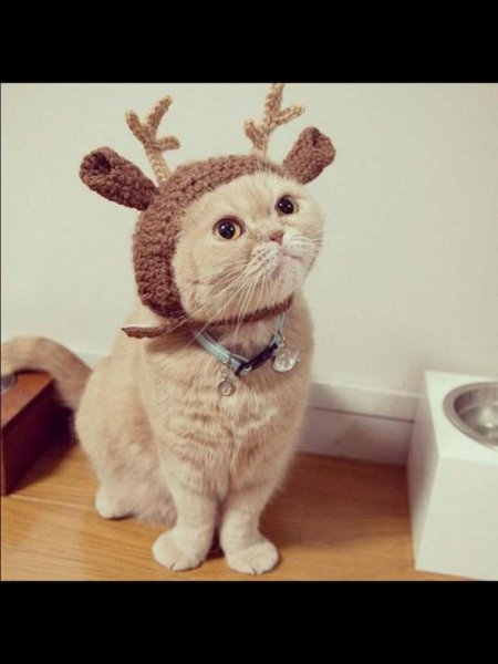 Котик в шапочке