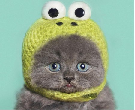 Котик в шапочке