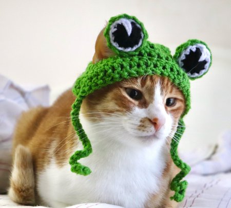 Кот в шапке лягушки