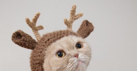 Милые котики в шапочках