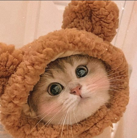 Котик в шапочке