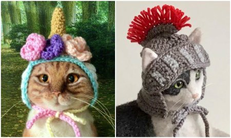 Шапка для кота