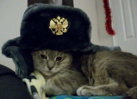 Котик в военной форме