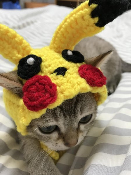 Котики в шапочках милые