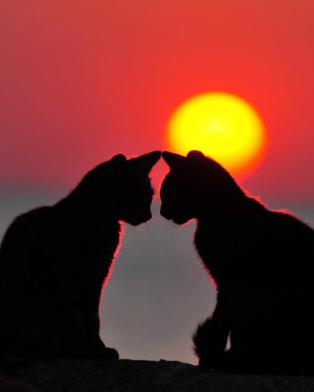 Кошка на закате