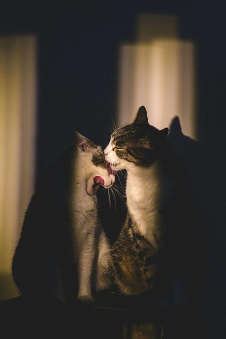 Влюбленные кошки