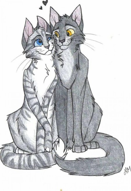 Коты воители крутобок и милли