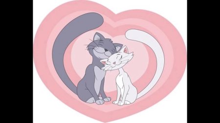 Кошка любовь