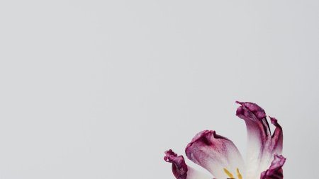 Минимализм цветы