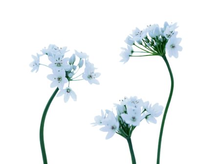 Минимализм цветы