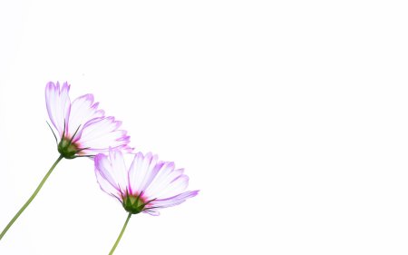 Цветок космеи