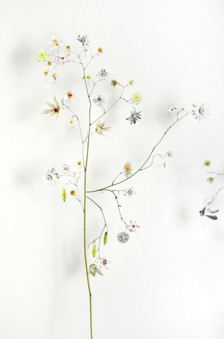 Сухоцветы минимализм