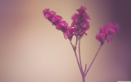 Минимализм цветы