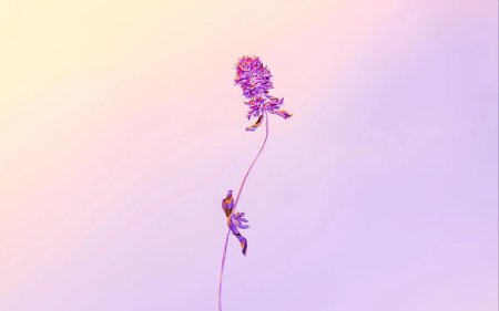 Цветок минимализм