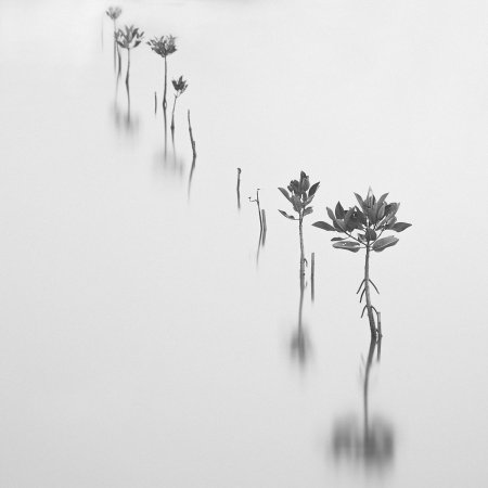 Черно белая природа