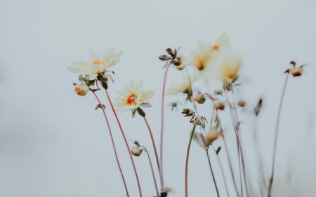 Минимализм цветы